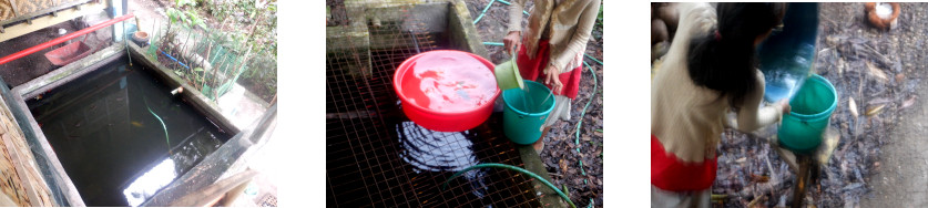 Images of rain water collected in
        tropical backyard after typhoon Rai