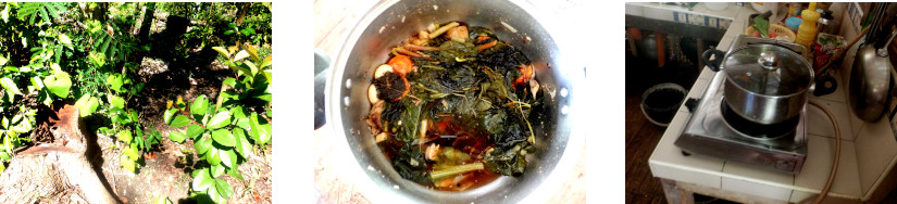 Image of soup from tropical garden vegetables after typhoon
        Rai