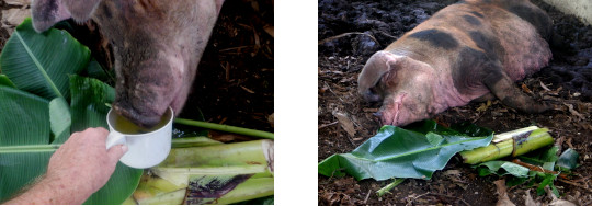 Images of exhausted sow weeks after giving birth after
        typhoon Rai