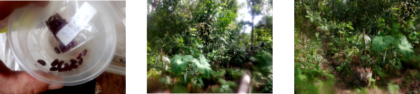 Images of string beans planted in
        tropical backyard after typhoon Rai