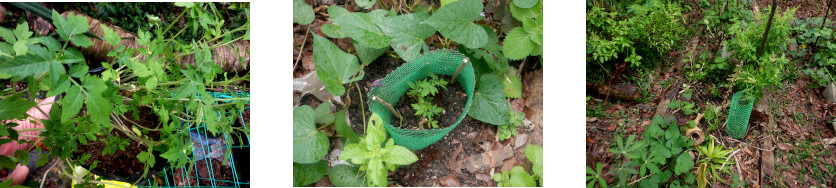 Images of tomato plants transplanted in Tropical
            backyard after typhoon Rai