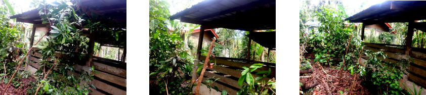 Images of trees trimmed in tropical
            backyard after typhoon Rai