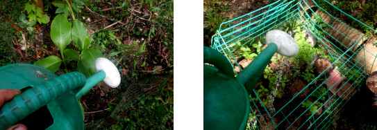 Images of seedlings in tropical backyard being watered