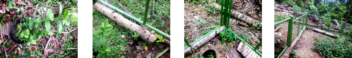 Images of Apple Guava seedlinfs
        transplanted in tropical backyard