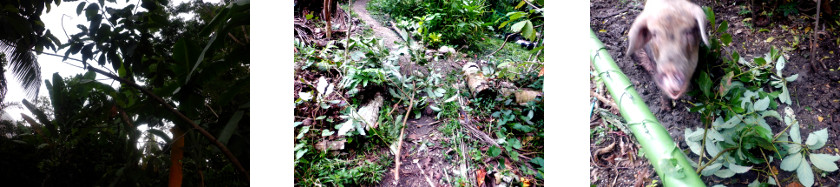 Images of avocado tree trimmed in
        tropical backyard