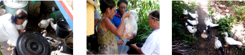 Images of ducks being sold in tropical
        backyrd