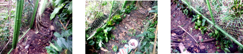 Imagws of hedge planting along new
        fence in tropical backyard