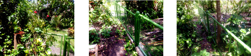 Images of transplanted hedge trimmings
        in tropical backyard
