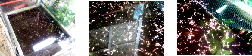 Imges of tropical
            backyard fishpond full of debris after heavy rain in the
            night