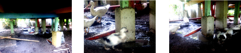 Images of flooding under tropical
        house