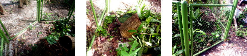 Images of hedge planted along tropical
        backyard fence