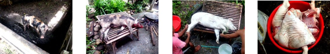 Images of piglet butchered in tropical
        backyard