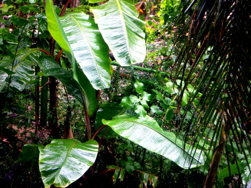 Image of treopical backyard Banana
        Tree in the rain