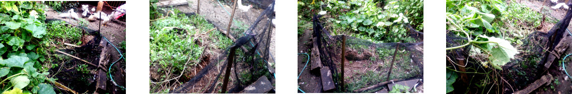 Images of protective netting reparied
        in tropical backyard