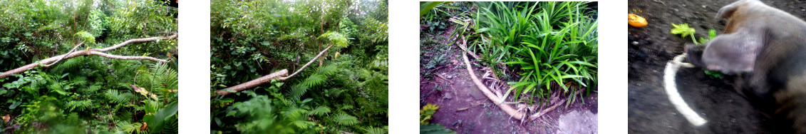 Images of fallen papaya tree trimmed
        in tropical backyard