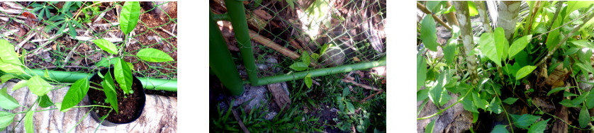 Images of passion fruit seedlings
        transplanted in tropical backyard