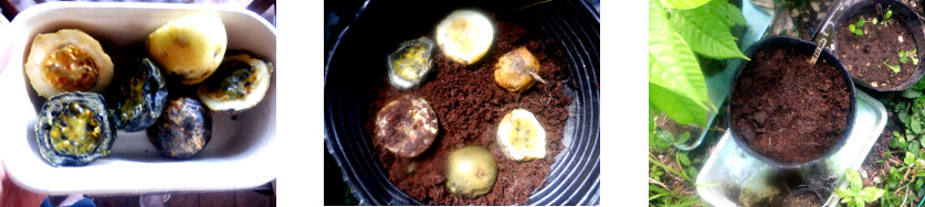 Images of Passion Fruit seeds potted
        in tropical backyard