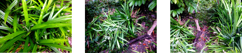 Images of path cleared in tropical
        backyard