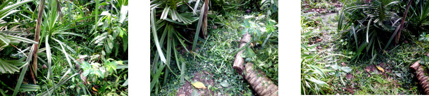 Imnages of tropical backyard path
        cleared of excess growth