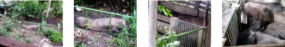 Images of tropical backyard pigs