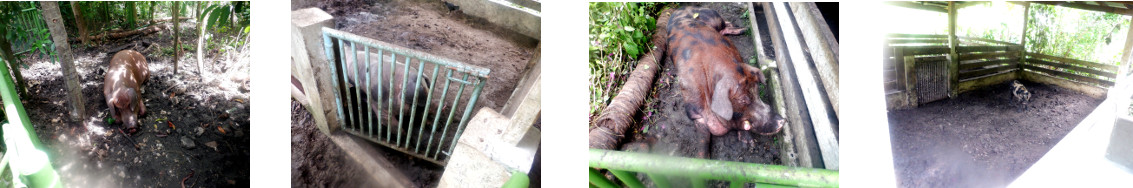 Images of pigs in tropical backyard