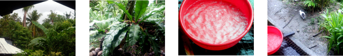 Images of rain in tropical backyard