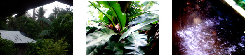 Images of rain in tropical backyard