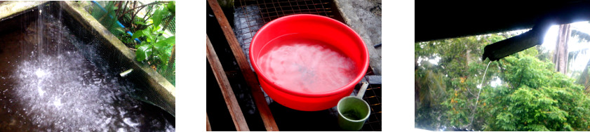 Images of rain in tropical backyard