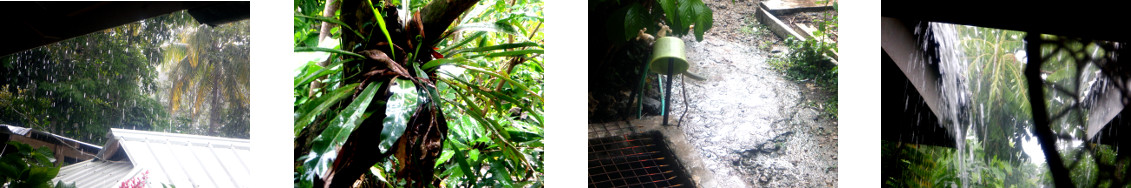 Images of rain in tropical backyard