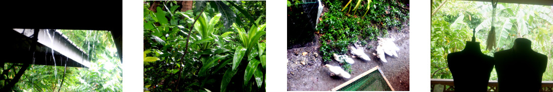 Images of rain in tropical backyard
