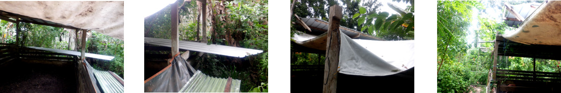 Images of metal sheets to repair
          tropical backyard pig pen roof