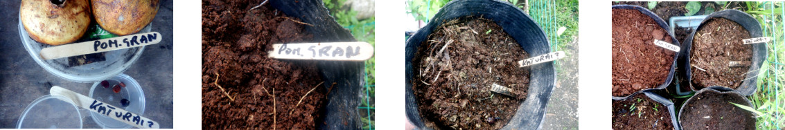 Images of seeds potted in tropical backyard