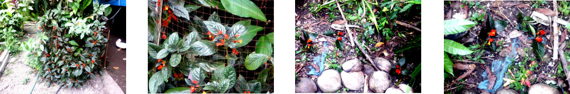 Images of flower cuttings transplanted
        in tropical backyard