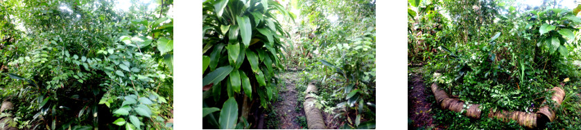 Images of tropical backyard garden
        patch trimmed
