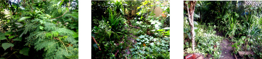 Images of tropical backyard path cleared of excess
              growth