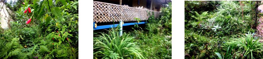 Images of trimming and composting in
        tropical backyard