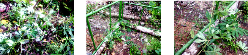 Images of trimming and transplanting in tropical
              backyard