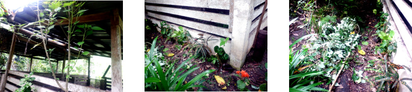 Images of tree trimming in tropical
        backyard