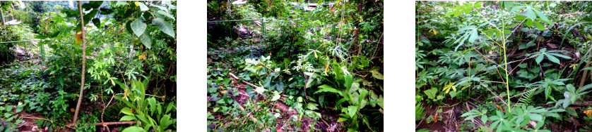 Images of trimming in tropical
          backyard