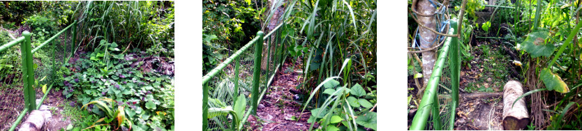 Images of cleaning up tropical
        backyard garden after installation of fencing for pig run