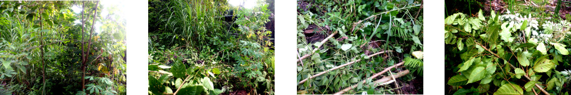 Images of tree trimming in
            tropical backyard