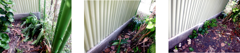 Images of replanting area destroyed by
        construction of privacy wall in tropical backyard