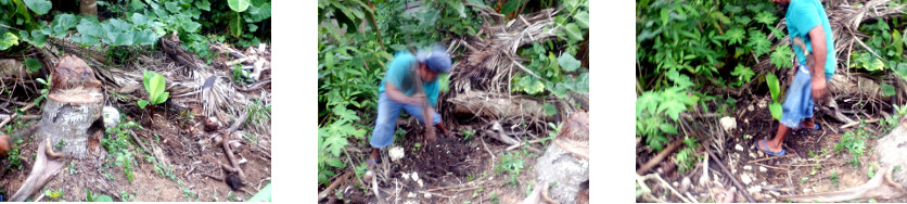 Images of Banana
          trees transplanted in tropical backyard