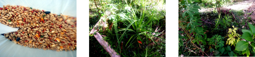 Images of chicken feed broadcast in
          tropical backyard