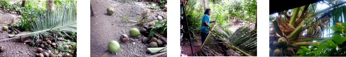 Images of Dwarf Coconut tree being
        trimmed in tropical backyard