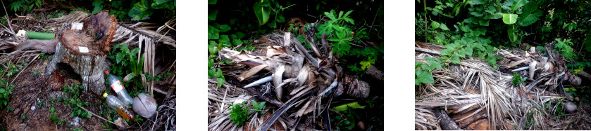 Images of debris left behind by workers in tropical
        backyard