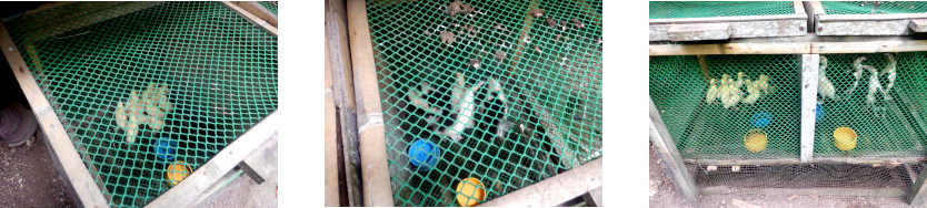 Images of ducklings in protective
        cage in tropical backyard