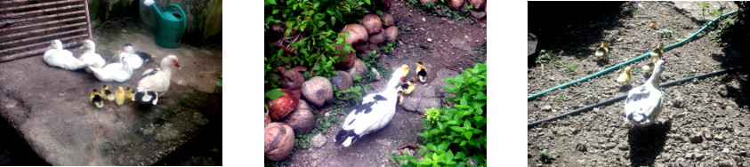 Images of newly hatched ducklings in
        topical backyard