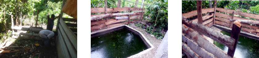 Images of fence
          to protect duckpond from pigs in tropical backyard