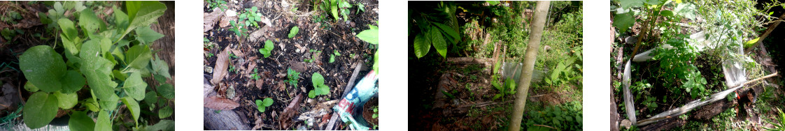 Images of green eggplant seedlings transplanted in tropical
        garden